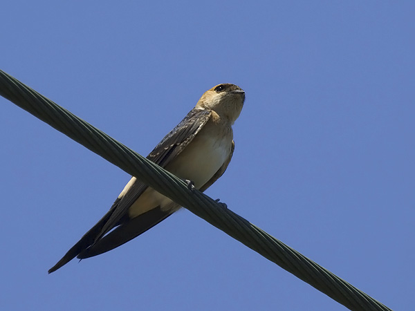 Ruostepääsky, Red-rumped Swallow, Cecropis daurica